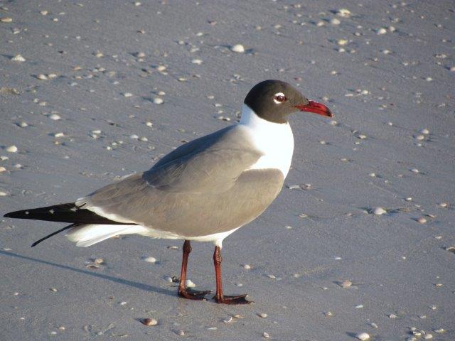 Clearwater Beach
